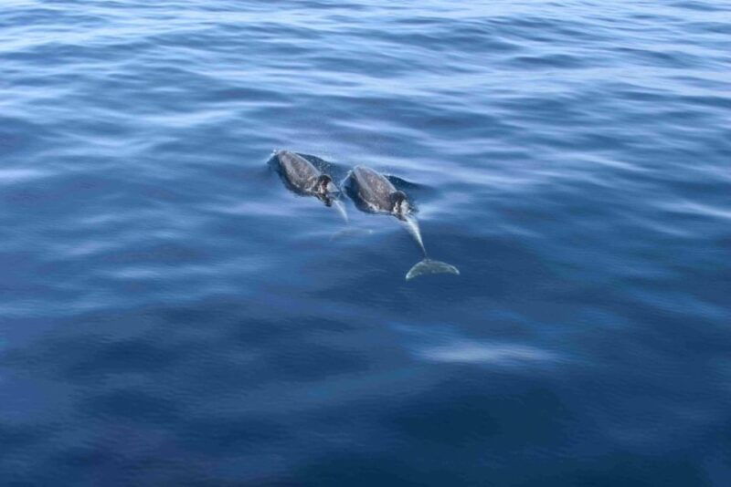 puerto-rico-de-gran-canaria-premium-dolphin-catamaran-tour