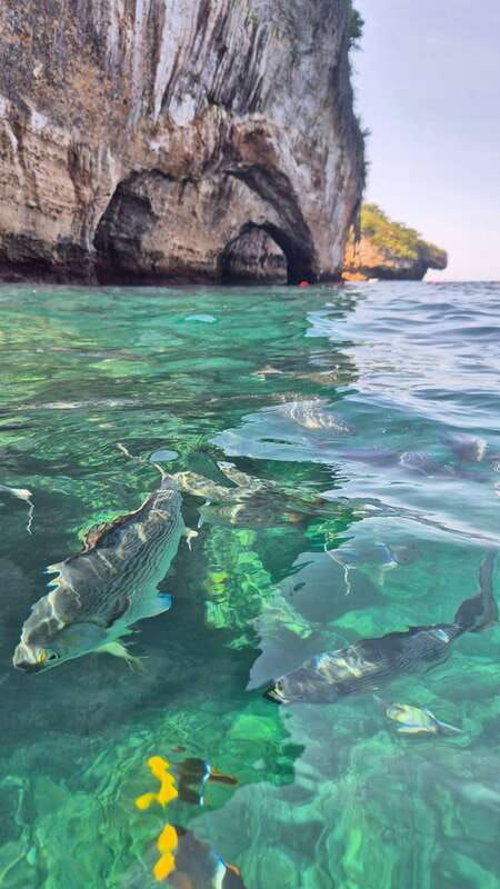 puerto-vallarta-3-hour-whale-watching-and-snorkeling