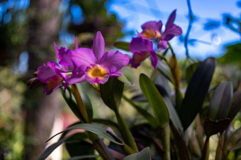 Puerto Vallarta: Botanical Garden Walking Tour - Tequila Tasting and Water Refreshments