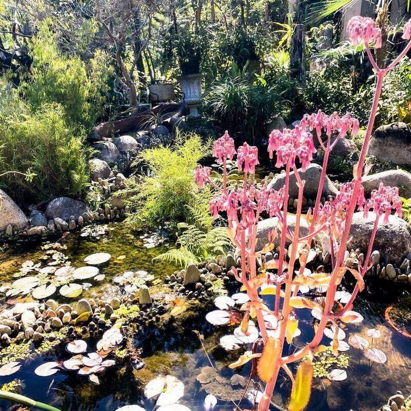 Puerto Vallarta: Botanical Garden Walking Tour - Authentic Experience & Value