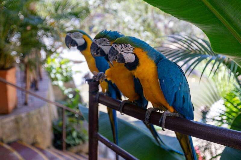 Puerto Vallarta: Botanical Garden Walking Tour - The Sum Up
