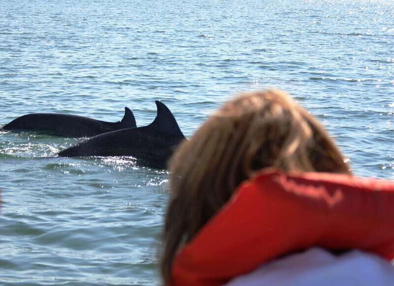 Puerto Vallarta: Dolphin Watching Cruise with a Biologist - Key Points