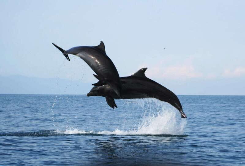 Puerto Vallarta: Dolphin Watching Cruise with a Biologist - A Closer Look at the Experience