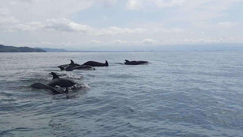 Puerto Vallarta: Dolphin Watching Cruise with a Biologist - Authentic Experiences and Traveler Insights