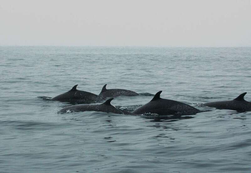 Puerto Vallarta: Dolphin Watching Cruise with a Biologist - Who Should Consider This Tour?