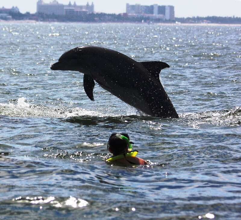 Puerto Vallarta: Dolphin Watching Cruise with a Biologist - FAQ