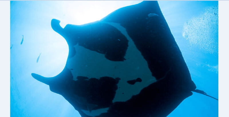 Puerto Vallarta: El Chimo Scuba Diving Expedition - A detailed look at the experience