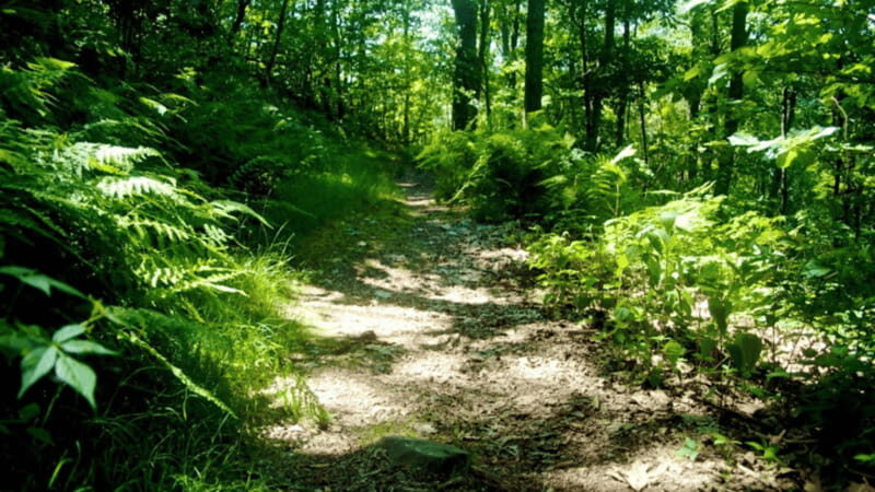 Puerto Vallarta: Hiking and entrance to the botanical garden - Who Will Enjoy This Tour Most?