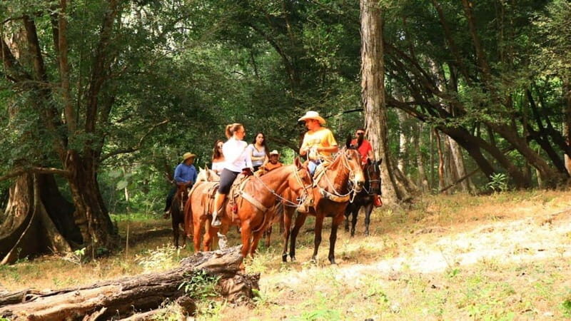 Puerto Vallarta: Horseback Riding Adventure at Canopy River - The Experience: What Makes It Special
