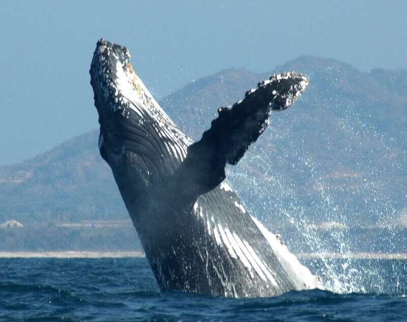 Puerto Vallarta: Humpback Whale Research Adventure Tour - A Closer Look at the Puerto Vallarta Humpback Whale Research Adventure Tour