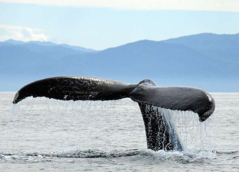 Puerto Vallarta: Humpback Whale Research Adventure Tour - Practical Details and Tips
