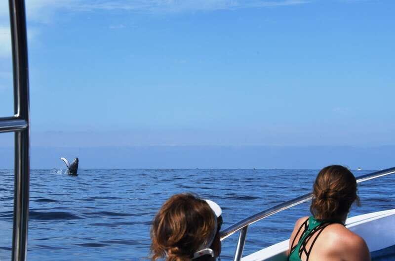 Puerto Vallarta: Humpback Whale Research Adventure Tour - Authentic Insights from Reviewers