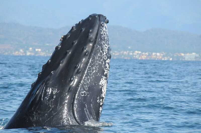 Puerto Vallarta: Humpback Whale Research Adventure Tour - Final Thoughts: Who Should Consider This Tour?