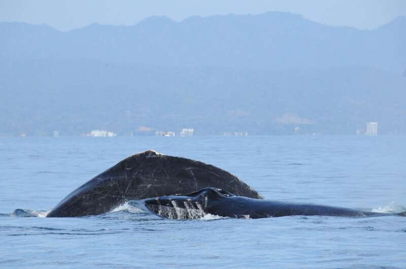 Puerto Vallarta: Humpback Whale Research Adventure Tour - FAQ