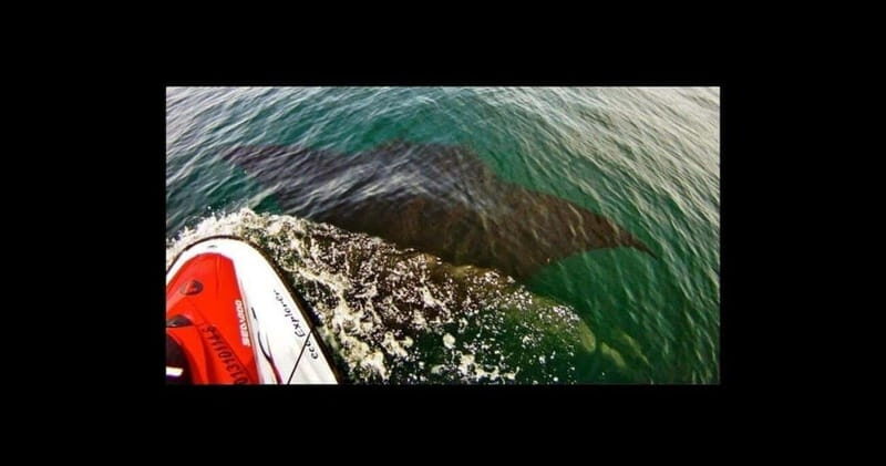 Puerto Vallarta: Jet Ski Safari Tour - Key Points