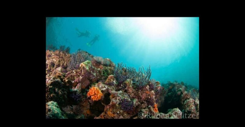 Puerto Vallarta: La Corbeñeta Underwater Exploration - The Sum Up