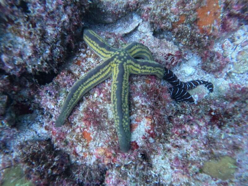 Puerto Vallarta: Los Arcos de Mismaloya, diving for beginners. - Key Points