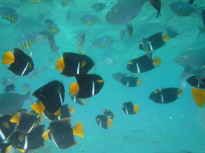 Puerto Vallarta: Los Arcos Snorkel & Beach Private Boat Tour - Authentic Experiences and Real-World Insights
