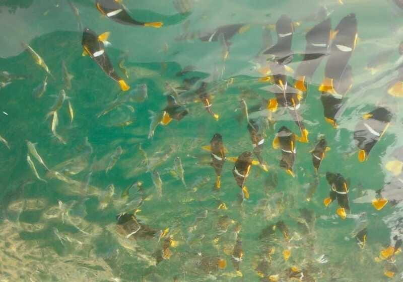 Puerto Vallarta: Los Arcos Snorkeling Tour - How the Tour Is Organized