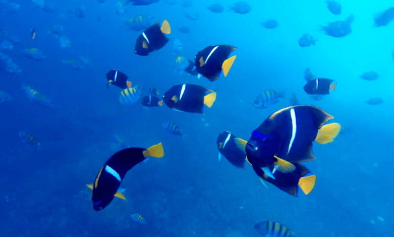 Puerto Vallarta: Los Arcos Snorkeling Tour - Who Should Consider This Tour?