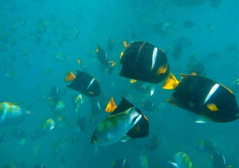 Puerto Vallarta: Private Sail, Snorkel and Beach - The Practicalities: What’s Included and What to Consider