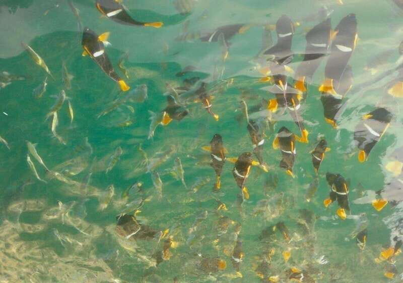 Puerto Vallarta: Private Tour Los Arcos Snorkeling - The Journey to Los Arcos