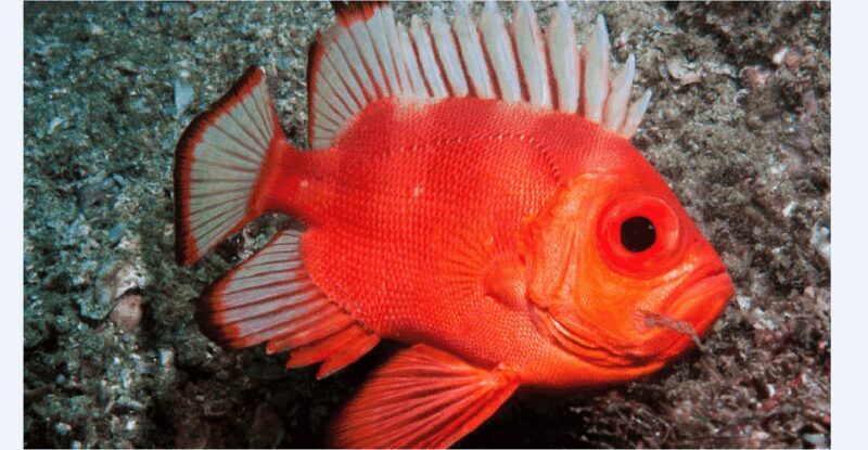 Puerto Vallarta: Scuba Diving en el Morro - The Sum Up: Is this Tour Right for You?