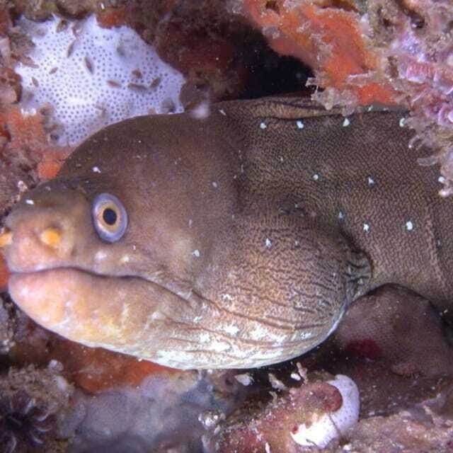 Puerto Vallarta: Scuba Diving Expedition at El Malinal - An In-Depth Look at the Puerto Vallarta Scuba Expedition