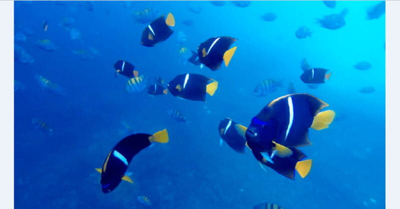Puerto Vallarta: Underwater Wonderland at Los Arcos - Exploring Los Arcos: What Makes It Special?