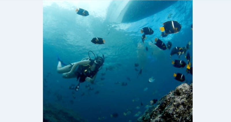 Puerto Vallarta: Underwater Wonderland at Los Arcos - The Guides: Attentive and Knowledgeable