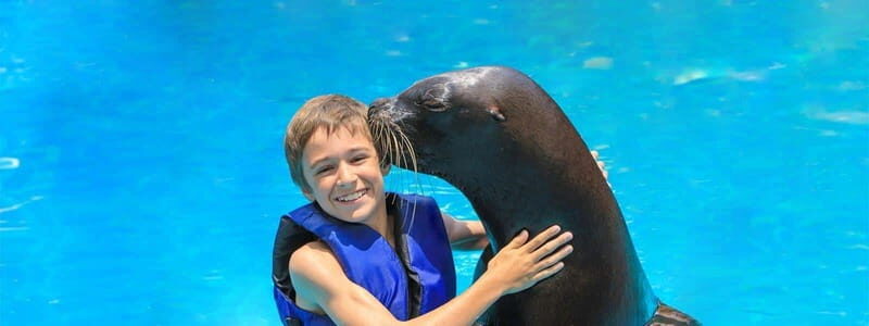 Puerto Vallarta: Unforgettable Sea Lion Encounter - Key Points