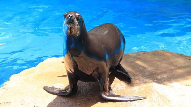 Puerto Vallarta: Unforgettable Sea Lion Encounter - Final Thoughts: Is It Worth It?