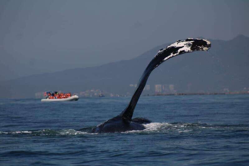 Puerto Vallarta: Whale watching - The Experience in Detail