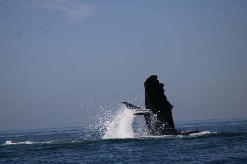 Puerto Vallarta: Whale watching - Practical Tips for Your Whale Watching Tour