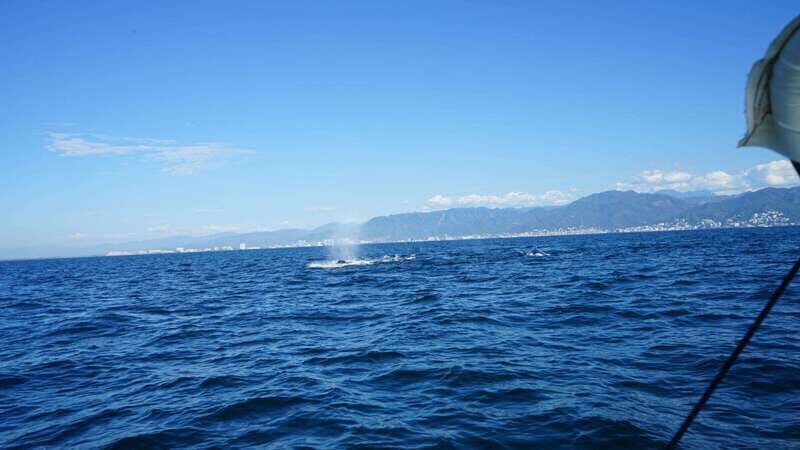 Puerto Vallarta: Whale watching - Who Should Consider This Tour?