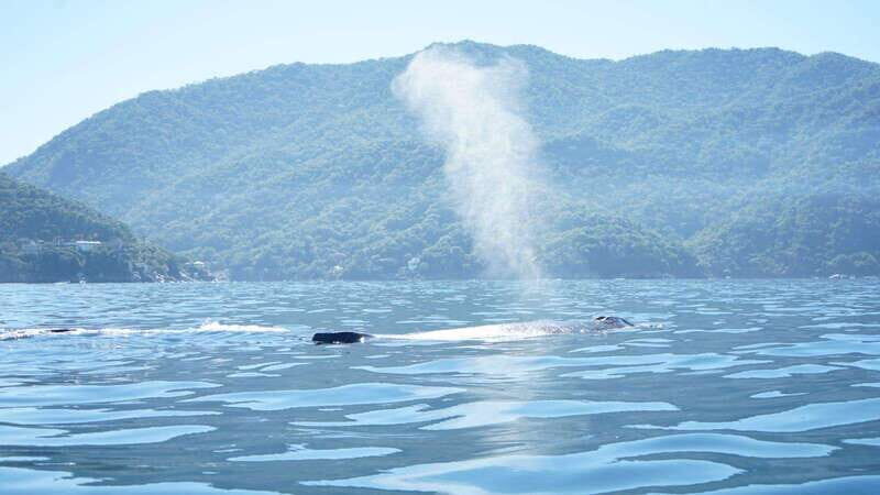 Puerto Vallarta: Whale watching - Final Thoughts