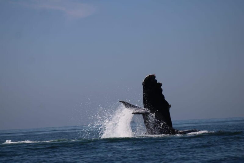 Puerto Vallarta: Whale watching - FAQ