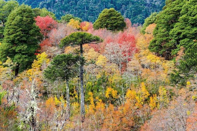 puerto-varas-frutillar-program-4-days-3-nights