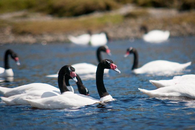 puerto-varas-full-day-chiloe-island-ancud-caulin-and-lacuy