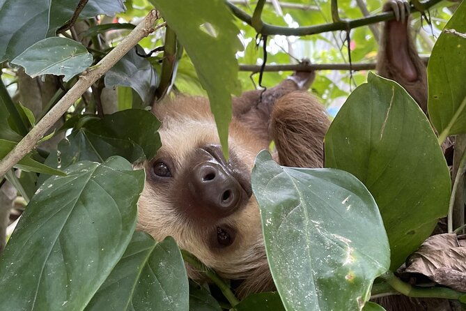 puerto-viejo-sloth-jungle-and-river-kayaking-tour