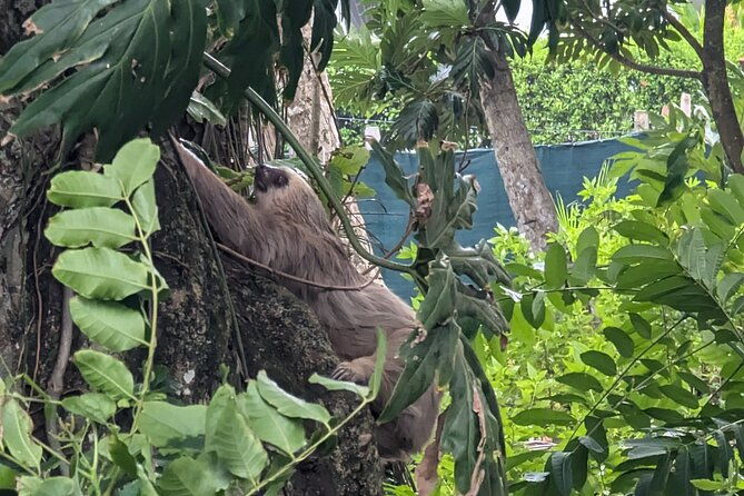 puerto-viejos-walking-tour-wildlife-local-tips-and-history