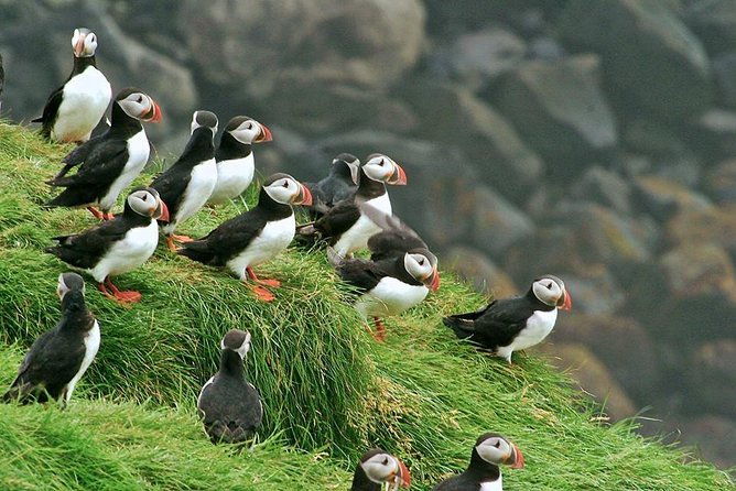 puffin-and-volcano-tour-with-ebbi