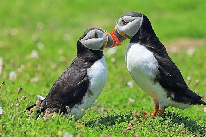 puffin-and-volcano-tour-with-ebbi
