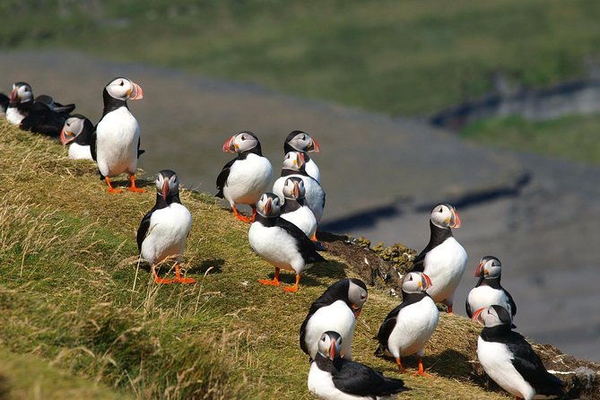 puffin-and-volcano-tour-with-ebbi