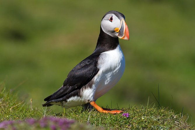puffin-and-volcano-tour-with-ebbi