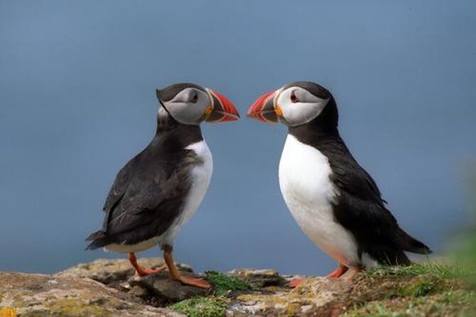 Puffin Cruise with Expert Tour Guide from Reykjavik - Exploring the Puffin Cruise from Reykjavik: An Authentic Seabird Encounter