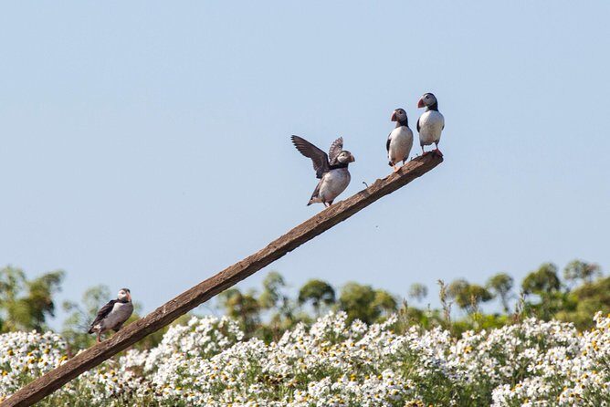 Puffin Cruise with Expert Tour Guide from Reykjavik - The Details of the Puffin Cruise Experience