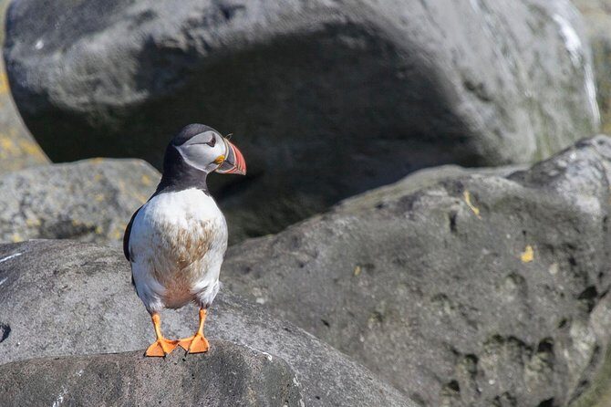 Puffin Cruise with Expert Tour Guide from Reykjavik - Final Thoughts: Is It Worth It?