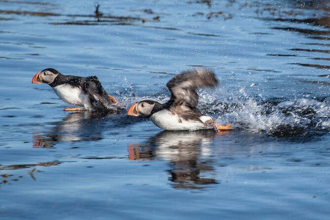 Puffin Cruise with Expert Tour Guide from Reykjavik - FAQ