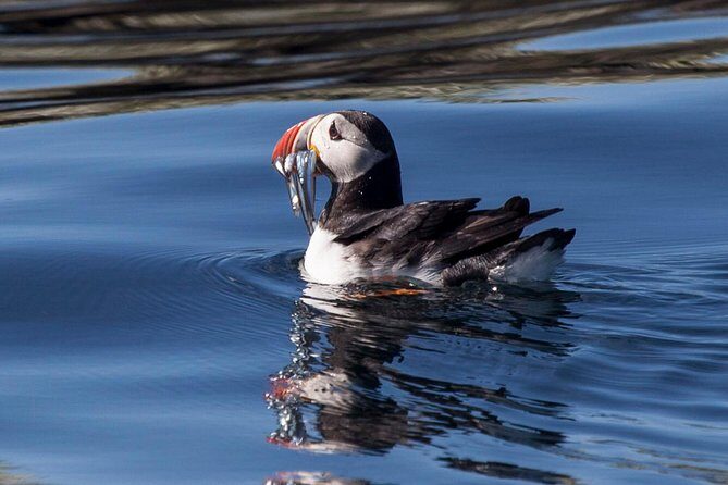 Puffin Cruise with Expert Tour Guide from Reykjavik - In The Sum Up